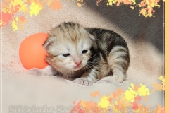 Oreo-Liebeshof-black-golden-classic-tabby-14-Tage-alt.-www.sibirische-katzen-hamburg.de-liebeshof@online.de-III