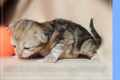 Oreo-Liebeshof-black-golden-classic-tabby-14-Tage-alt.-www.sibirische-katzen-hamburg.de-liebeshof@online.de_