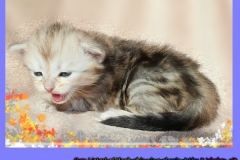 Oreo-Liebeshof-black-golden-classic-tabby-3-Wochen-alt.-www.sibirische-katzen-hamburg.de-liebeshof@online.de-liebeshof@online.de-I