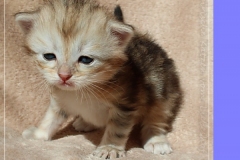 Oreo-Liebeshof-black-golden-classic-tabby-3-Wochen-alt.-www.sibirische-katzen-hamburg.de-liebeshof@online.de-liebeshof@online.de-II