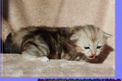 Oreo-Liebeshof-black-golden-classic-tabby-3-Wochen-alt.-www.sibirische-katzen-hamburg.de-liebeshof@online.de-liebeshof@online.de-III