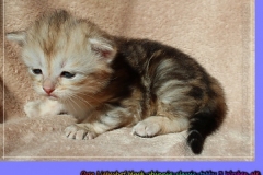 Oreo-Liebeshof-black-golden-classic-tabby-3-Wochen-alt.-www.sibirische-katzen-hamburg.de-liebeshof@online.de-liebeshof@online.de_