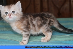 Oreo-Liebeshof-black-golden-classic-tabby-6-Wochen-alt.-www.sibirische-katzen-hamburg.de-liebeshof@online.de-I