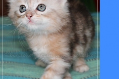 Oreo-Liebeshof-black-golden-classic-tabby-6-Wochen-alt.-www.sibirische-katzen-hamburg.de-liebeshof@online.de-II
