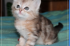 Oreo-Liebeshof-black-golden-classic-tabby-6-Wochen-alt.-www.sibirische-katzen-hamburg.de-liebeshof@online.de-III