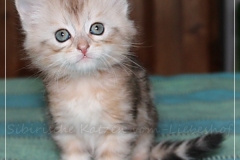 Oreo-Liebeshof-black-golden-classic-tabby-6-Wochen-alt.-www.sibirische-katzen-hamburg.de-liebeshof@online.de_
