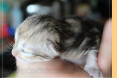 Oreo-Liebeshof-black-golden-classic-tabby-8-Tage-alt.-www.sibirische-katzen-hamburg.de-liebeshof@online.de-I