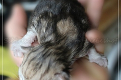 Oreo-Liebeshof-black-golden-classic-tabby-8-Tage-alt.-www.sibirische-katzen-hamburg.de-liebeshof@online.de-II