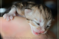 Oreo-Liebeshof-black-golden-classic-tabby-8-Tage-alt.-www.sibirische-katzen-hamburg.de-liebeshof@online.de_