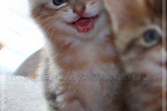 Oreo-Liebeshof-black-golden-classic-tabby-8-Wochen-alt.-www.sibirische-katzen-hamburg.de-I