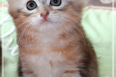 Oreo-Liebeshof-black-golden-classic-tabby-8-Wochen-alt.-www.sibirische-katzen-hamburg.de-liebeshof@online.de_