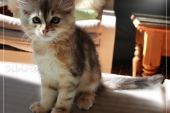Oreo-Liebeshof-black-golden-silver-classic-tabby-11-Wochen-alt.-www.sibirische-katzen-hamburg.de-II