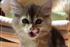 Oreo-Liebeshof-black-golden-silver-classic-tabby-11-Wochen-alt.-www.sibirische-katzen-hamburg.de-III