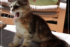 Oreo-Liebeshof-black-golden-silver-classic-tabby-11-Wochen-alt.-www.sibirische-katzen-hamburg.de-IV