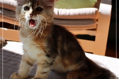 Oreo-Liebeshof-black-golden-silver-classic-tabby-11-Wochen-alt.-www.sibirische-katzen-hamburg.de-V