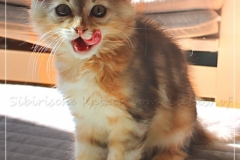 Oreo-Liebeshof-black-golden-silver-classic-tabby-11-Wochen-alt.-www.sibirische-katzen-hamburg.de-liebeshof@online.de_