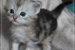 Oreo-Liebeshof-black-shinning-classic-tabby-4-Wochen-alt.-www.sibirische-katzen-hamburg.de-I