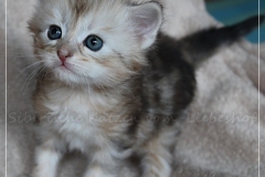 Oreo-Liebeshof-black-shinning-classic-tabby-4-Wochen-alt.-www.sibirische-katzen-hamburg.de-II