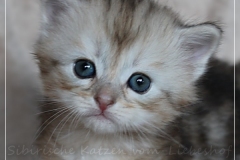 Oreo-Liebeshof-black-shinning-classic-tabby-4-Wochen-alt.-www.sibirische-katzen-hamburg.de-III