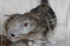 Oreo-Liebeshof-black-shinning-classic-tabby-4-Wochen-alt.-www.sibirische-katzen-hamburg.de-IV