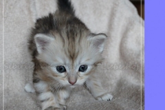 Oreo-Liebeshof-black-shinning-classic-tabby-4-Wochen-alt.-www.sibirische-katzen-hamburg.de-liebeshof@online.de-V