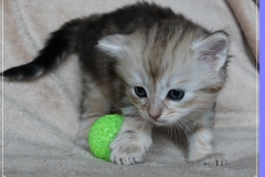 Oreo-Liebeshof-black-shinning-classic-tabby-4-Wochen-alt.-www.sibirische-katzen-hamburg.de-liebeshof@online.de-VI