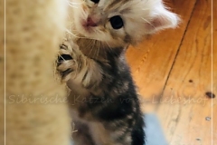 Oreo-Liebeshof-black-shinning-classic-tabby-4-Wochen-alt.-www.sibirische-katzen-hamburg.de-liebeshof@online.de_
