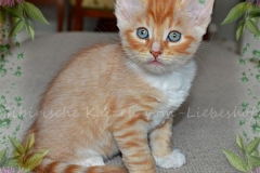 Quantas Qwinz Liebeshof red-silver-mc-tabby-white 7 Wochen alt. www.sibirische-katzen-hamburg.de vom-liebeshof 1a