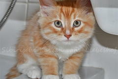 Quantas Qwinz Liebeshof red-silver-mc-tabby-white Cameo Kitten www.sibirische-katzen-hamburg.de vom-Liebeshof 11 wochen altes Kitten