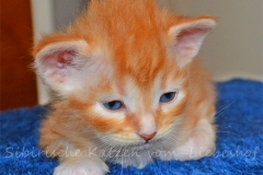 Quantas Qwinz red-silver-mc-tabby-white Sibirischer Kater Kitten  4 Wochen alt. www.sibirische-katzen-hamburg.de vom-Liebeshof Siberian Cat Kitten in Cameo