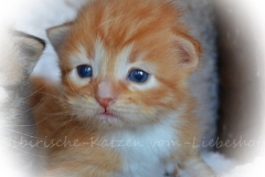 Quantas red-silver-mc-tabby-white 3 Wochen alt  www.sibirische-katzen-hamburg.de vom-liebeshof@onlinehome.de I