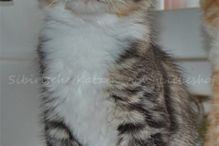 Quatschie Quino Liebeshof black-silver-mc-tabby-white 11 Wochen alt. www.sibirische-katzen-hamburg.de