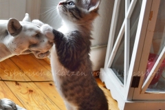 Quatschie Quino Liebeshof black-silver-mc-tabby-white 7 Wochen alt. www.sibirische-katzen-hamburg.de vom-Liebeshof I