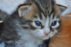 Quatschie Quino black-silver-mc-tabby-white 3 Wochen alt. www.sibirische-katzen-hamburg.de vom-liebeshof@onlinehome.de