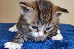 Quatschie Qwinz Liebeshof black-silver-mc-tabby-white www.sibirische-katzen-hamburg.de sold verkauft Ktten available