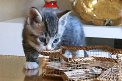 Quatschie quino Liebeshof black-silver-mc-tabby-white 5 Wochen alt. www.sibirische-katzen-hamburg.de vom-Liebeshof