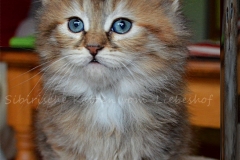 Queenie Qwinz Liebeshof black-shaded-torbie 7 Wochen alt. www.sibirische-katzen-hamburg.de vom-Liebeshof II