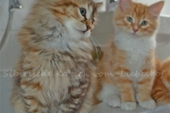 Queenie Qwinz black-shaded-torbie-bicolor Kitten vom-Liebeshof 11 Wochen alt. www.sibirische-katzen-hamburg.de I