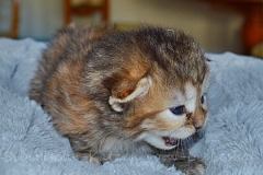 Quennie Qwinz black-bimetal-torbie-white 3 Wochen alt. sibirisches Kitten mit 3Wochen www.sibirische-katzen-hamburg.de siberian kitten in bimetal torbie III