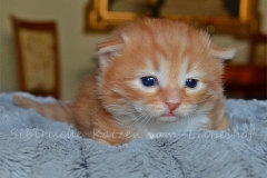 Quodo Qwinz Liebeshof red-mc-shaded-white 3 Wochen alt. www.sibirische-katzen-hamburg.de vom-Liebeshof Siberian male Kitten in red-bimetal