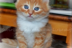 Quodo Qwinz Liebeshof red-shaded-white 7 Wochen alt  www.sibirische-katzen-hamburg.de vom-Liebeshof 2a