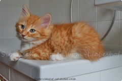 Quodo Qwinz red-shaded-white 11 Wochen alt.  www.sibrische-katzen-hamburg.de vom-Liebeshof