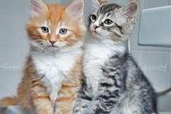 Quodo Qwinz red-shaded-white & Quatschie quino black-silver-mc-tabby-white 11 Wochen alt. www.sibrische-katzen-hamburg.de vom-Liebeshof