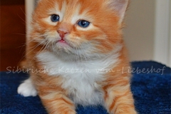 Quodo Qwinz red-shaded-white Sibirischer Kater Kitten  4 Wochen alt. www.sibirische-katzen-hamburg.de vom-Liebeshof Best Portrait