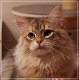 Rocky-Lunaja-Dolina-genannt-Mr.-Shy-by-Liebeshof-6-Monate-Siberian-bimetal-black-silver-golden-classic-tabby-male-www.sibirische-katzen-hamburg.de-I