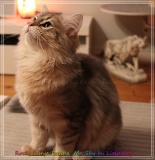 Rocky-Lunaja-Dolina-genannt-Mr.-Shy-by-Liebeshof-6-Monate-Siberian-bimetal-black-silver-golden-classic-tabby-male-www.sibirische-katzen-hamburg.de-V