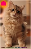 Rocky-Lunaja-Dolina-genannt-Mr.-Shy-by-Liebeshof-6-Monate-Siberian-bimetal-black-silver-golden-classic-tabby-male-www.sibirische-katzen-hamburg.deII_