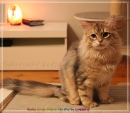 Rocky-Lunaja-Dolina-genannt-Mr.-Shy-by-Liebeshof-6-Monate-Siberian-bimetal-black-silver-golden-classic-tabby-male-www.sibirische-katzen-hamburg.deI_