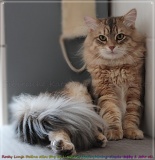 Rocky-Lunan-Dolina-genannt-Shy-by-Liebeshof-1-Jahr-alt-Siberian-bimetal-black-silver-golden-classic-tabby-www.sibirische-katzen-hamburg.de_