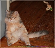Rocky-Lunan-Dolina-genannt-Shy-by-Liebeshof-46-Monate-Siberian-bimetal-black-silver-golden-classic-tabby-male-www.sibirische-katzen-hamburg.de_